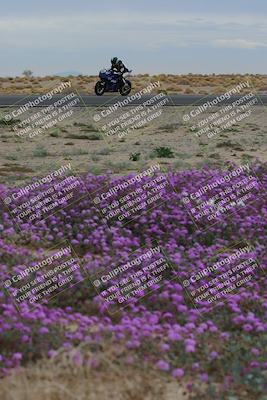 media/Jan-14-2023-SoCal Trackdays (Sat) [[497694156f]]/Turn 14 Exit Bloomig (145pm)/